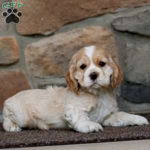 Spiffy, Cocker Spaniel Puppy