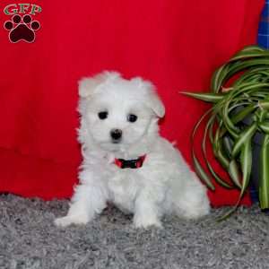 Spiffy, Maltese Puppy