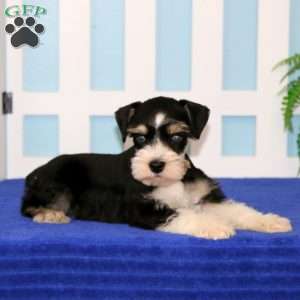 Splash, Miniature Schnauzer Puppy