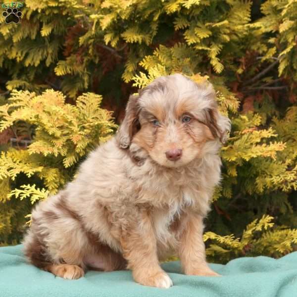 Sport, Mini Aussiedoodle Puppy