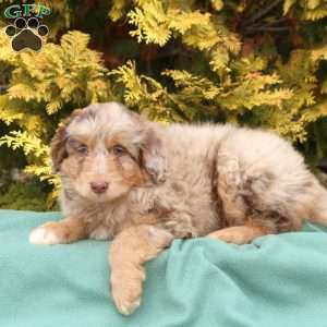 Sport, Mini Aussiedoodle Puppy