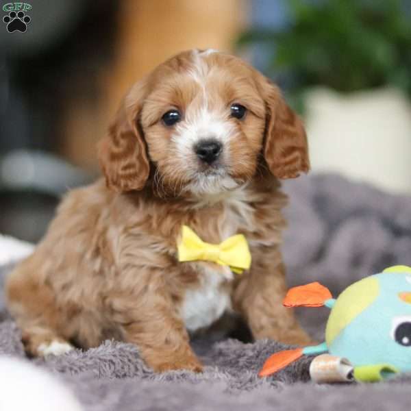 Spot, Cavapoo Puppy