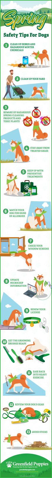 Spring Safety Tips For Dogs - Infographic by Greenfield Puppies