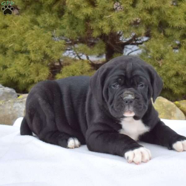 Sprinkles, Cane Corso Puppy