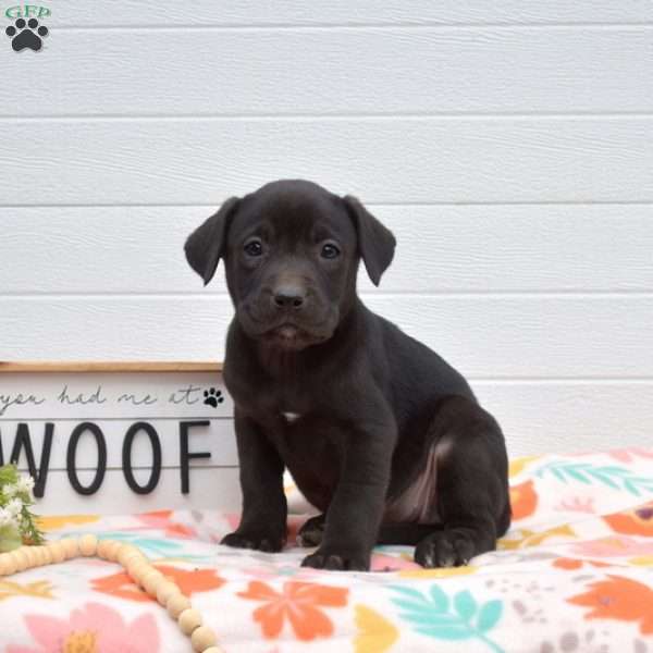 Sprinkles, Labrador Mix Puppy