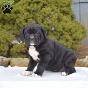 Sprinkles, Cane Corso Puppy