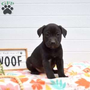 Sprinkles, Labrador Mix Puppy