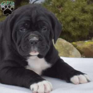 Sprinkles, Cane Corso Puppy