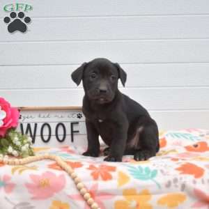 Sprinkles, Labrador Mix Puppy