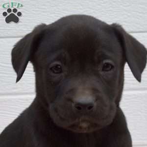 Sprinkles, Labrador Mix Puppy