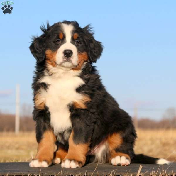 Sprite, Bernese Mountain Dog Puppy