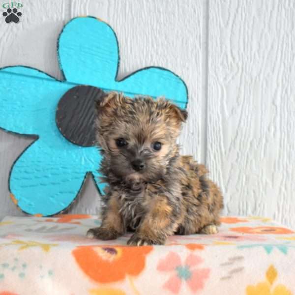 Sprout, Morkie / Yorktese Puppy