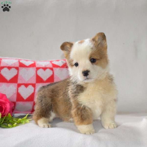 Sprout, Pembroke Welsh Corgi Puppy