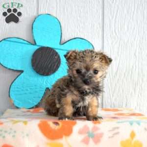 Sprout, Morkie / Yorktese Puppy