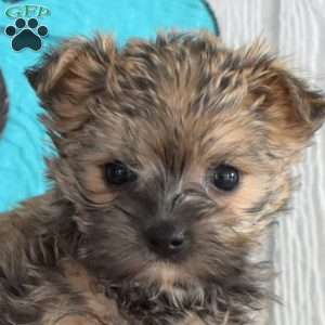 Sprout, Morkie / Yorktese Puppy