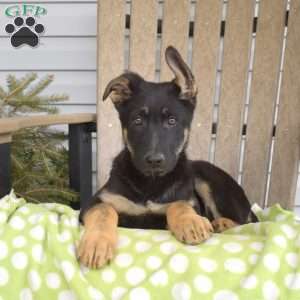 Star, German Shepherd Puppy