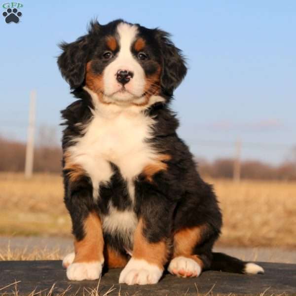 Starbuck, Bernese Mountain Dog Puppy