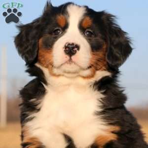 Starbuck, Bernese Mountain Dog Puppy