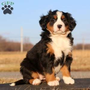 Starbuck, Bernese Mountain Dog Puppy