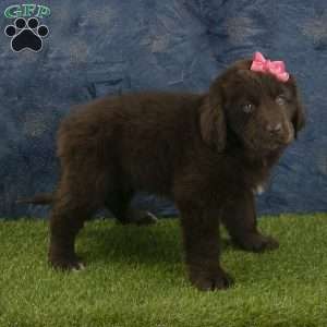 Stella, Newfoundland Puppy