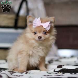 Stella, Pomeranian Puppy