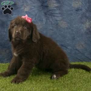 Stella, Newfoundland Puppy