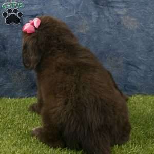 Stella, Newfoundland Puppy