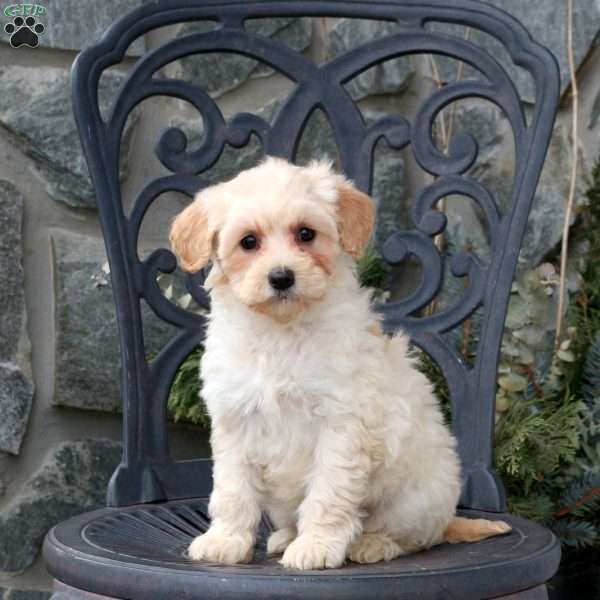 Stella, Mini Goldendoodle Puppy