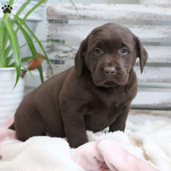 Stella, Chocolate Labrador Retriever Puppy