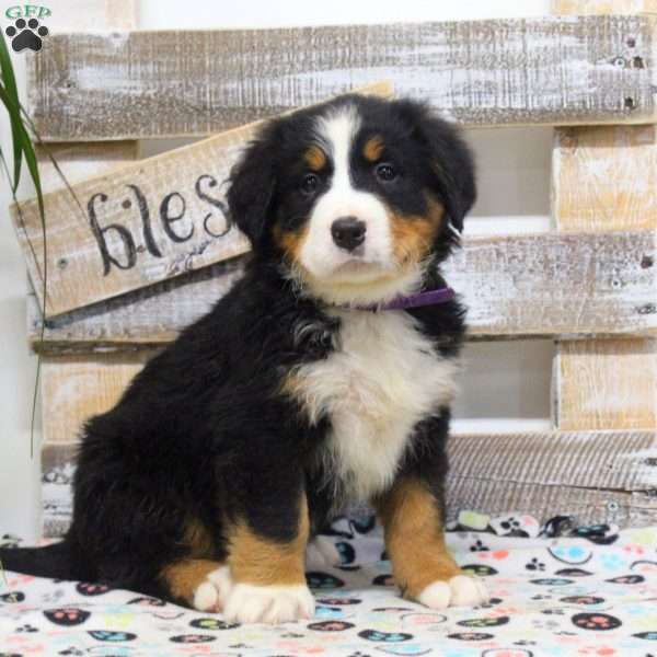 Stella, Bernese Mountain Dog Puppy