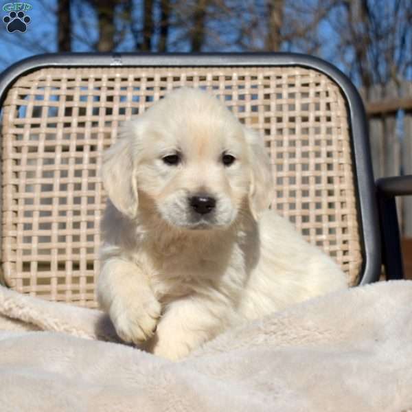 Stella, English Cream Golden Retriever Puppy