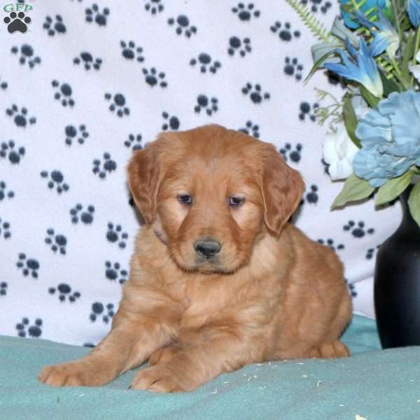 Stella, Golden Retriever Puppy