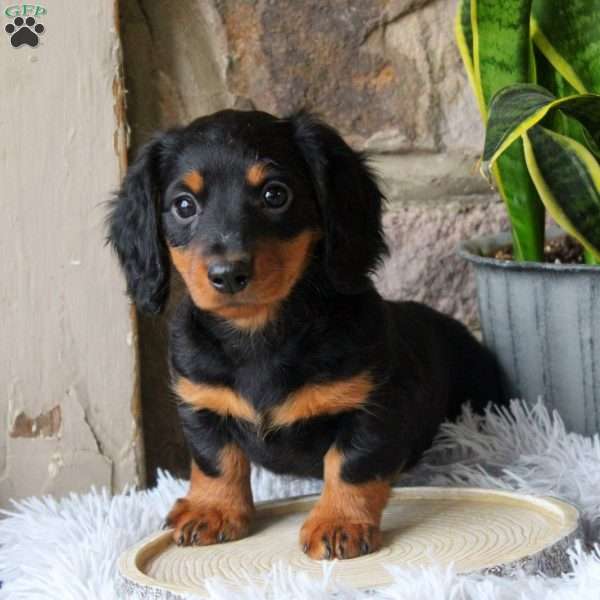 Stella, Dachshund Puppy