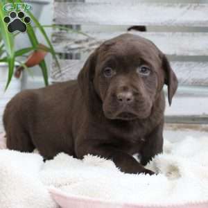 Stella, Chocolate Labrador Retriever Puppy