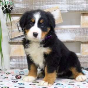 Stella, Bernese Mountain Dog Puppy