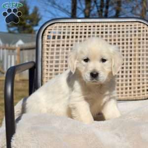 Stella, English Cream Golden Retriever Puppy