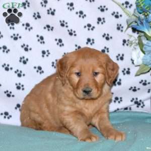 Stella, Golden Retriever Puppy