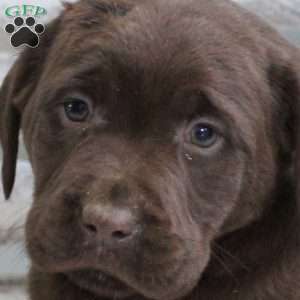 Stella, Chocolate Labrador Retriever Puppy