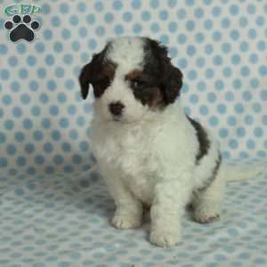 Stella, Mini Bernedoodle Puppy