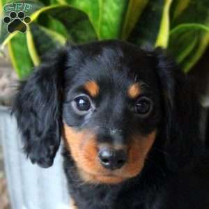 Stella, Dachshund Puppy