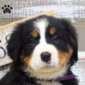 Stella, Bernese Mountain Dog Puppy