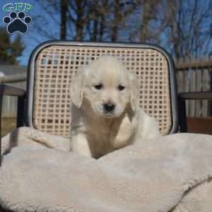 Stella, English Cream Golden Retriever Puppy