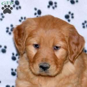 Stella, Golden Retriever Puppy