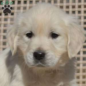 Stella, English Cream Golden Retriever Puppy