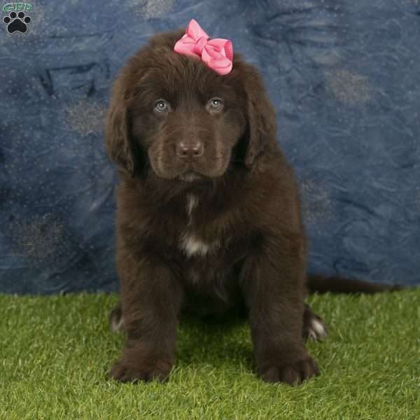 Stella, Newfoundland Puppy