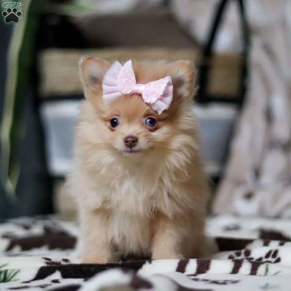 Stella, Pomeranian Puppy