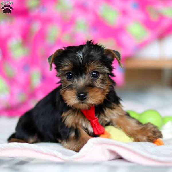 Stewie, Yorkie Puppy