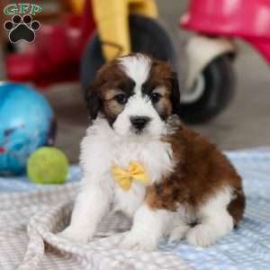 Storm, Saint Berdoodle Puppy