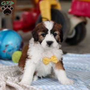 Storm, Saint Berdoodle Puppy