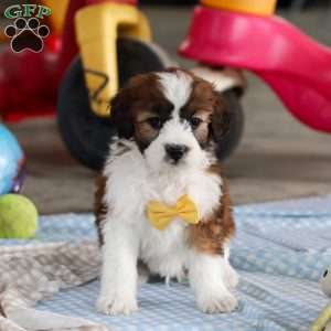 Storm, Saint Berdoodle Puppy